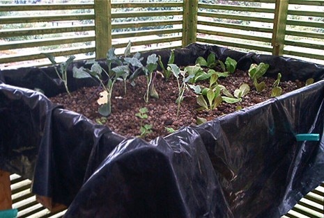 Gli ortaggi coltivati all’interno dell’installazione