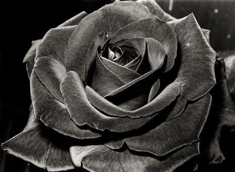 Daido Moriyama, <i>Rose</i>, Shibuya, Tokyo, 1984. Dittico (in basso). Gelatin silver print, 21 x 29 cm. Dalle serie <i>Lettre à Saint-Lou</i>. Per gentile concessione Daido Moriyama e Taka Ishii Gallery
