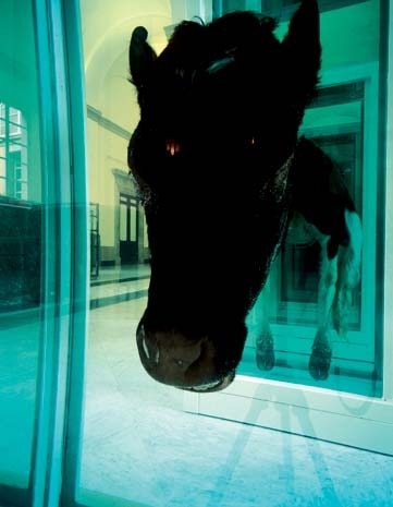 Dettaglio dell’opera Some Comfort Gained from the Acceptance of the Inherent Lies in Everything, 1996. Contenitori in vetro e acciaio, mucche e formaldeide