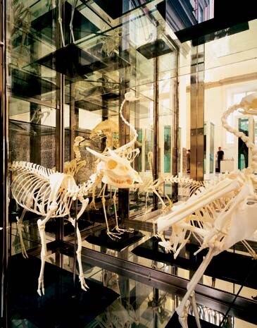 Where Are We Going? Where Do We Come From? Is There A Reason?, 2000-2004, contenitori in vetro e acciaio con scheletri di animali 