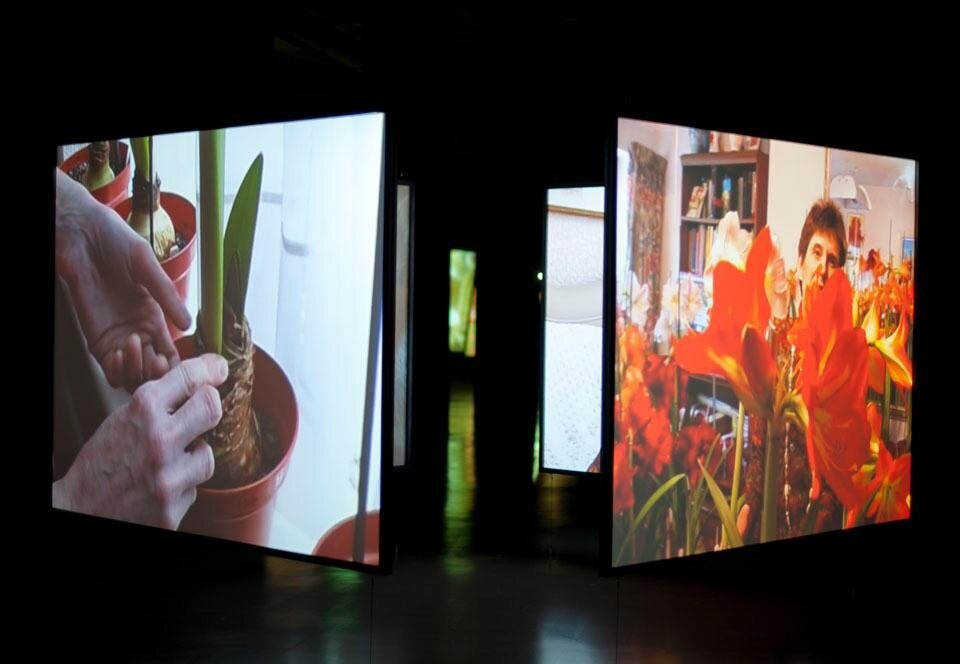 In The 4 Seasons of Veronica Read (2002), Ataman descrive il mondo della protagonista che vive con 900 bulbi di Hippeastrum nel suo appartamento aspettando il momento della loro fioritura. Courtesy of Kutlug Ataman e Thomas Dane Gallery, London. Prodotto da The Institute for the Readjustment of Clocks, Istanbul. Vista dell'installazione alla galleria Istanbul Modern, 2010