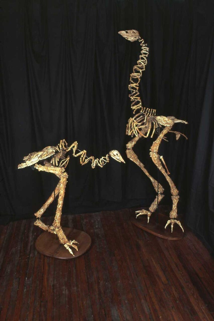 Christy Rupp, <i>Extinct Birds Previously Consumed by Humans</i>,
2005-2008. Per gentile concessione dell'artista e Frederieke Taylor Gallery, NY