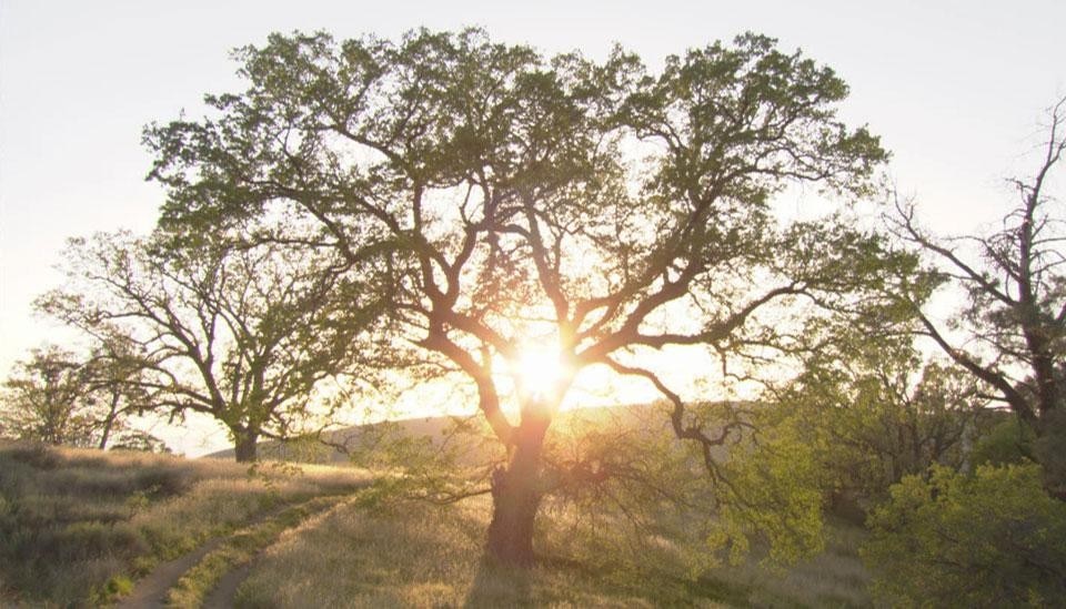 Bill Viola, <i>The Darker Side of Dawn</i>, 2005. Photo Kira Perov