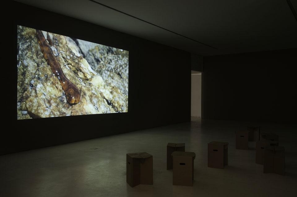 Thiago Rocha Pitta, <i>Danae nos jardins de gorgona ou nostalgia da pangéia</i>, 2011. Photo Divulgacao / Eduardo Fraipont / Bienal