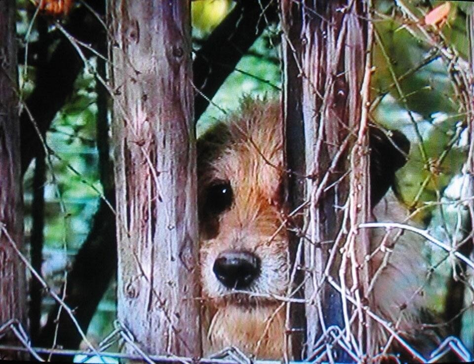 Peter Fischli, David Weiss, <i>Hunde</i>, 2003, DVD, colore, 29' 51”, loop. © Peter Fischli and David Weiss
Courtesy the artists; Galerie Eva Presenhuber, Zurich; Sprüth Magers Berlin-London; Matthew Marks Gallery, New York-Los Angeles