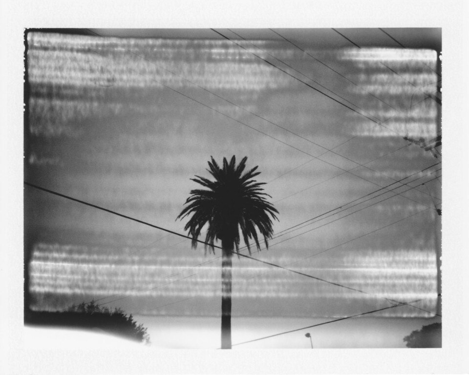 Cyrus Mahboubian Palm Tree, from the series Mulholland Los Angeles, 2015