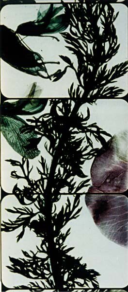 “The Garden of Earthy Delights” di Stan Brackhage, da “Designmatography”