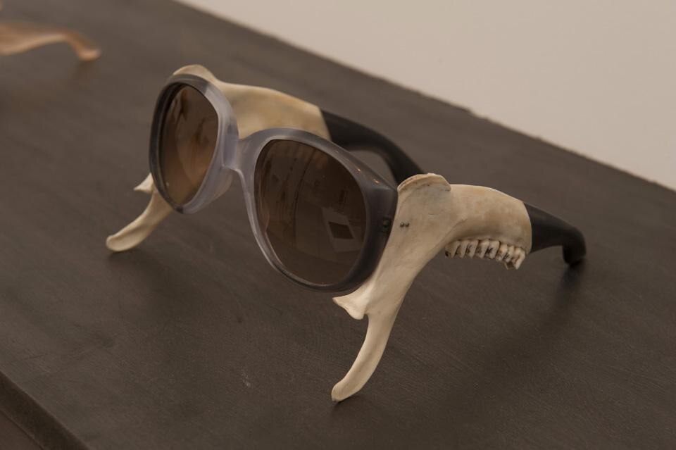 Emma Montague ha usato denti di animali per creare una collezione di occhiali da sole