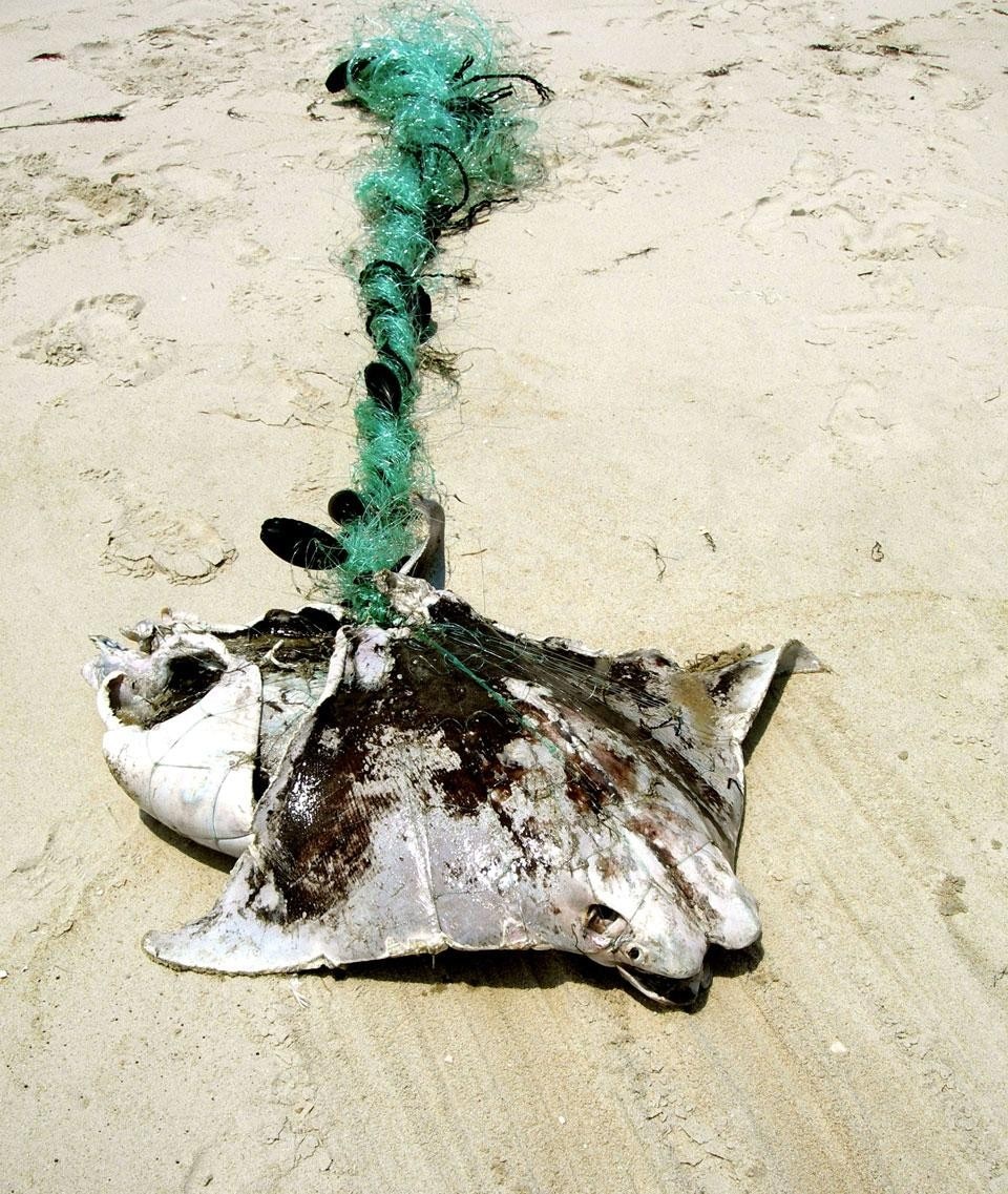 Una razza in fin di vita intrappolata in una rete di pescatori, USA, 2007. Photo © Susanne Skyrm/Marine Photobank