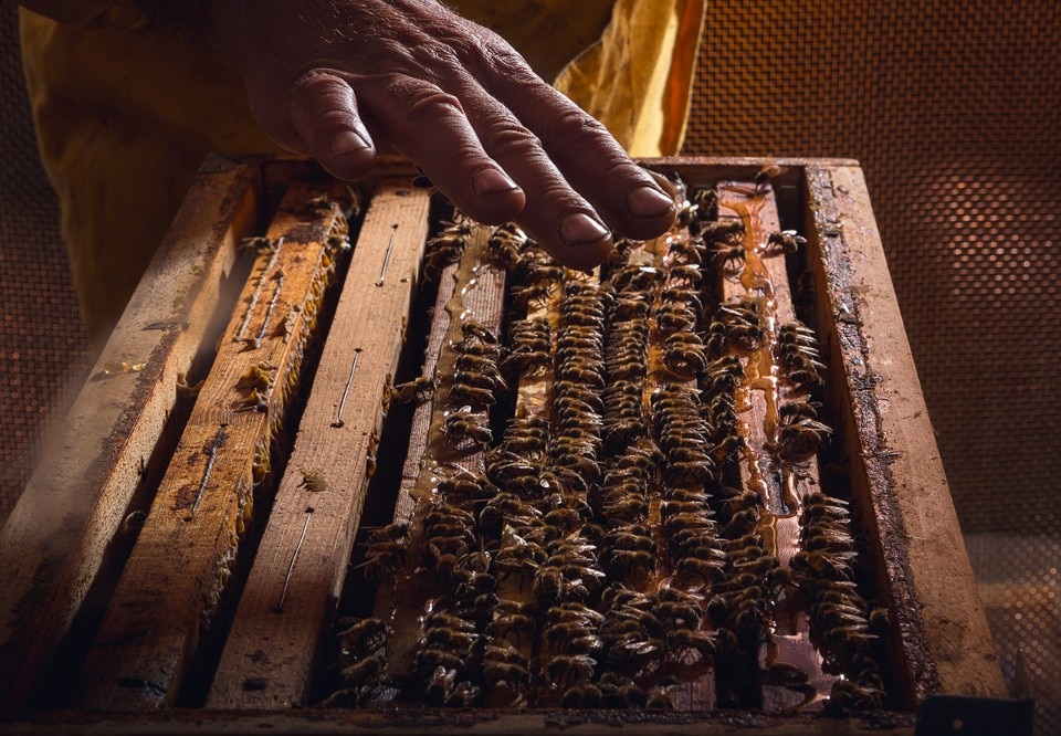 Francesco Faccin, urban beehive, Milan