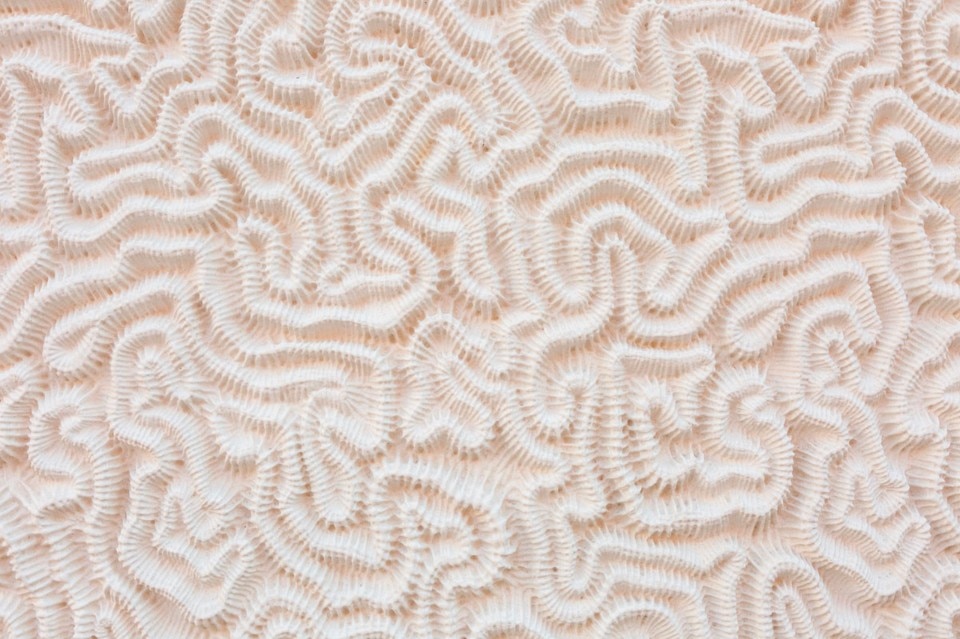 Panel generated by CNC machines representing several plausible forms of vermiculated rustication. Photos © Oak Taylor-Smith 