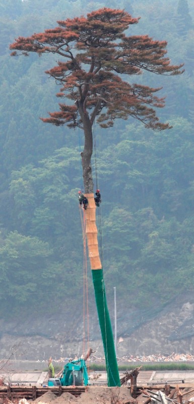 “Miracle Pine” was the only tree survived at Takada- Matsubara, Rikuzen-Takata City, Iwate Prefecture, after the great earthquake and tsunami which hit Eastern Japan in 2011. The photograph was published on the poster of the exhibition “The spirit of Tohoku: ‘Clothing’ by Issey Miyake” at 21_21 Design Sight, Tokyo, July 2011 
