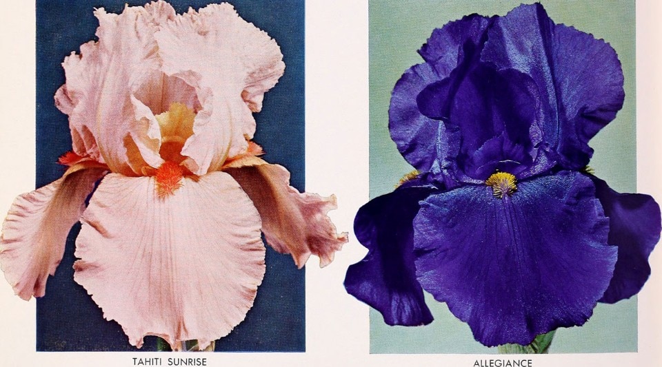 1951 - Gladiolus 1951 - Biodiversity Heritage Library