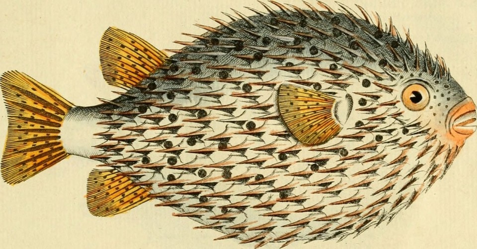 Ichthyologie; ou, Histoire naturelle des poissonsBloch, Marcus Elieser, 1723-1799