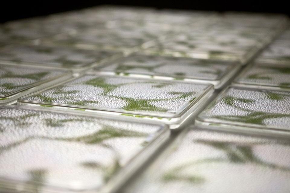 Allison Kudla, Growth Pattern(2009). Growth Pattern consists of a 2,5 x 2,5m grid in which 64 Petri dishes contain tobacco plant leaves cut in specific shapes. The work takes on the form of a pattern and shows a direct link with design and the history of nature as a motif and interior design element.