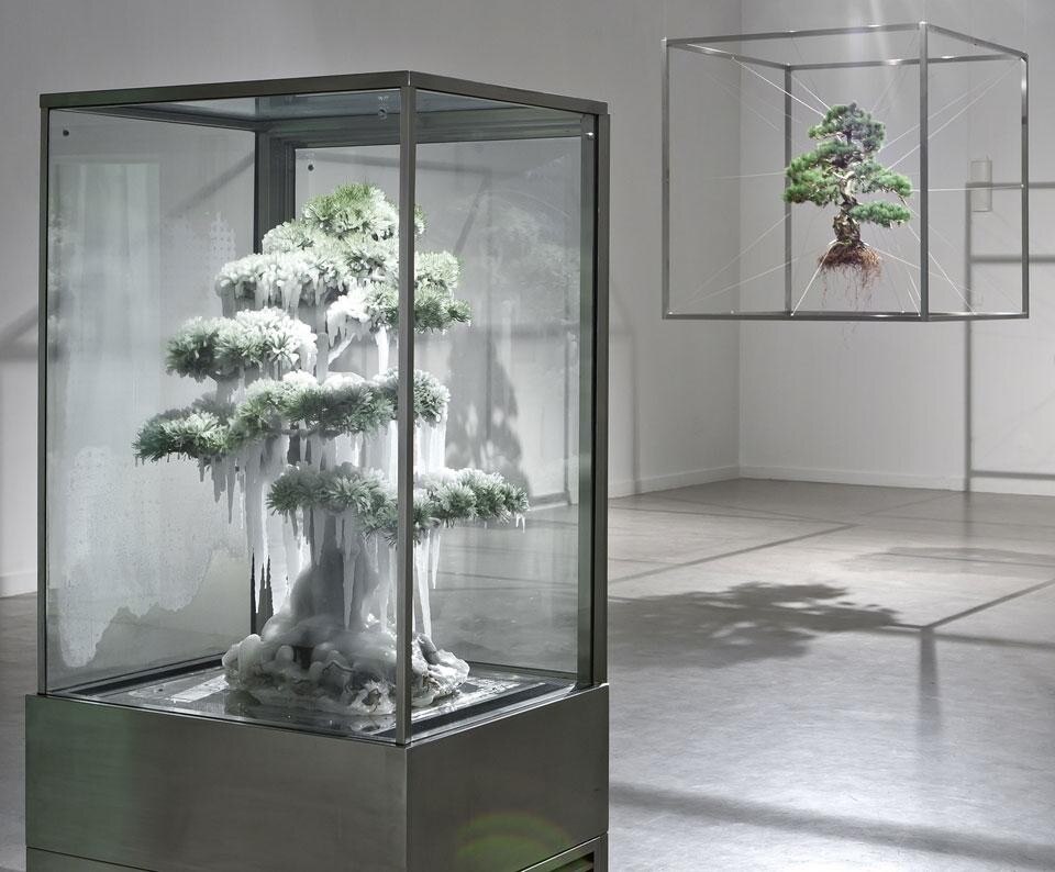 Makoto Azuma, Frozen Pine & Shik, 2010. In Frozen Pine, a Z33 commission, a bonsai pine tree is ‘freeze-sprayed’ and presented in an especially designed refrigerator. The icicles slowly extract the colour from the bonsai tree – the bonsai dies, but its beauty is preserved in optimum conditions.