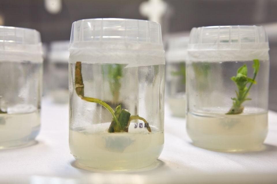 BCL (Georg Tremmel & Shiho Fukuhara), Common Flowers - Flower Commons 2009-13. The Common Flowers project is based on and uses the first commercially available genetically altered flower, the carnation. Courtesy BCL, with the support of the Austrian Cultural Forum, Brussels