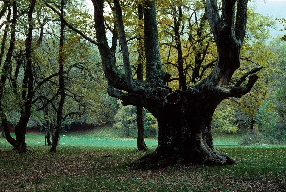 In apertura: Bosco di Sant’Antonio, Difesa. Faggi monumentali, in secondo piano il faggio millenario recentemente abbattuto da un fulmine. Foto dall'Archivio APTR Abruzzo-Carsa Edizioni, anni '90 del Novecento. Qui sopra: Bosco di Sant’Antonio, il grande faggio a candelabro abbattuto da un fulmine. Foto di Roberto Gildi-Carsa Edizioni, 1996
