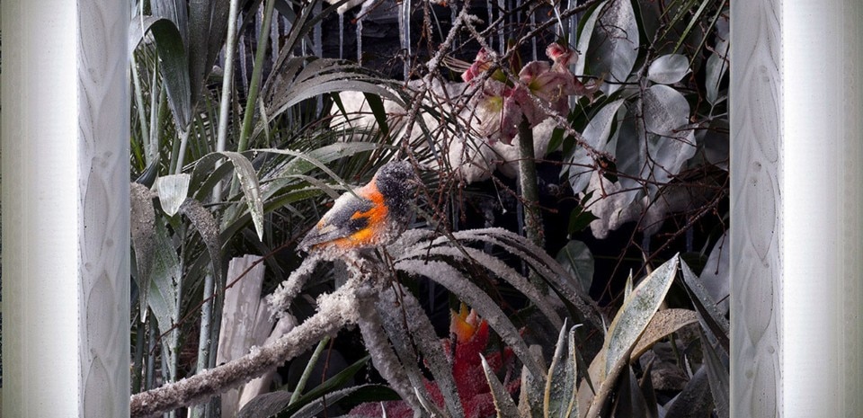 Mat Collishaw, Cristal Glaze, dettaglio