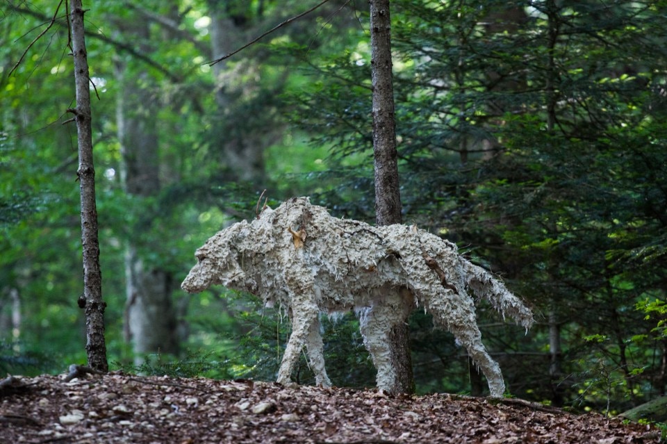 Sally Matthews, Lupi, 2013