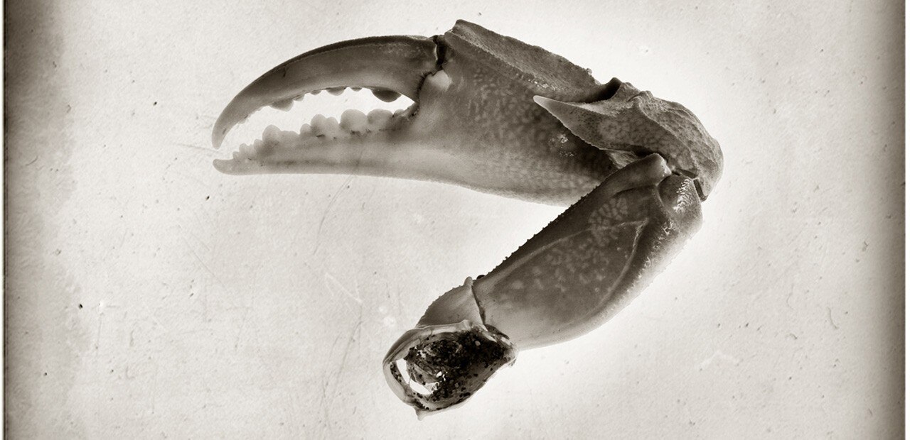 Umberto Agnello: Reperti