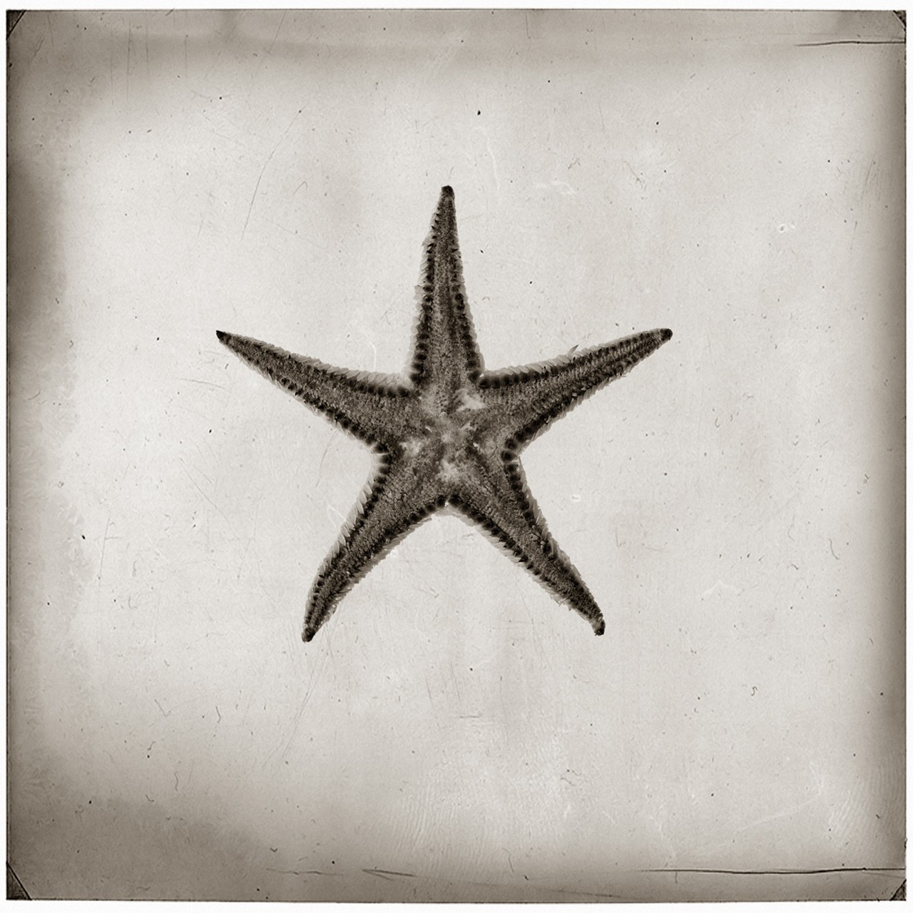 Umberto Agnello: Reperti