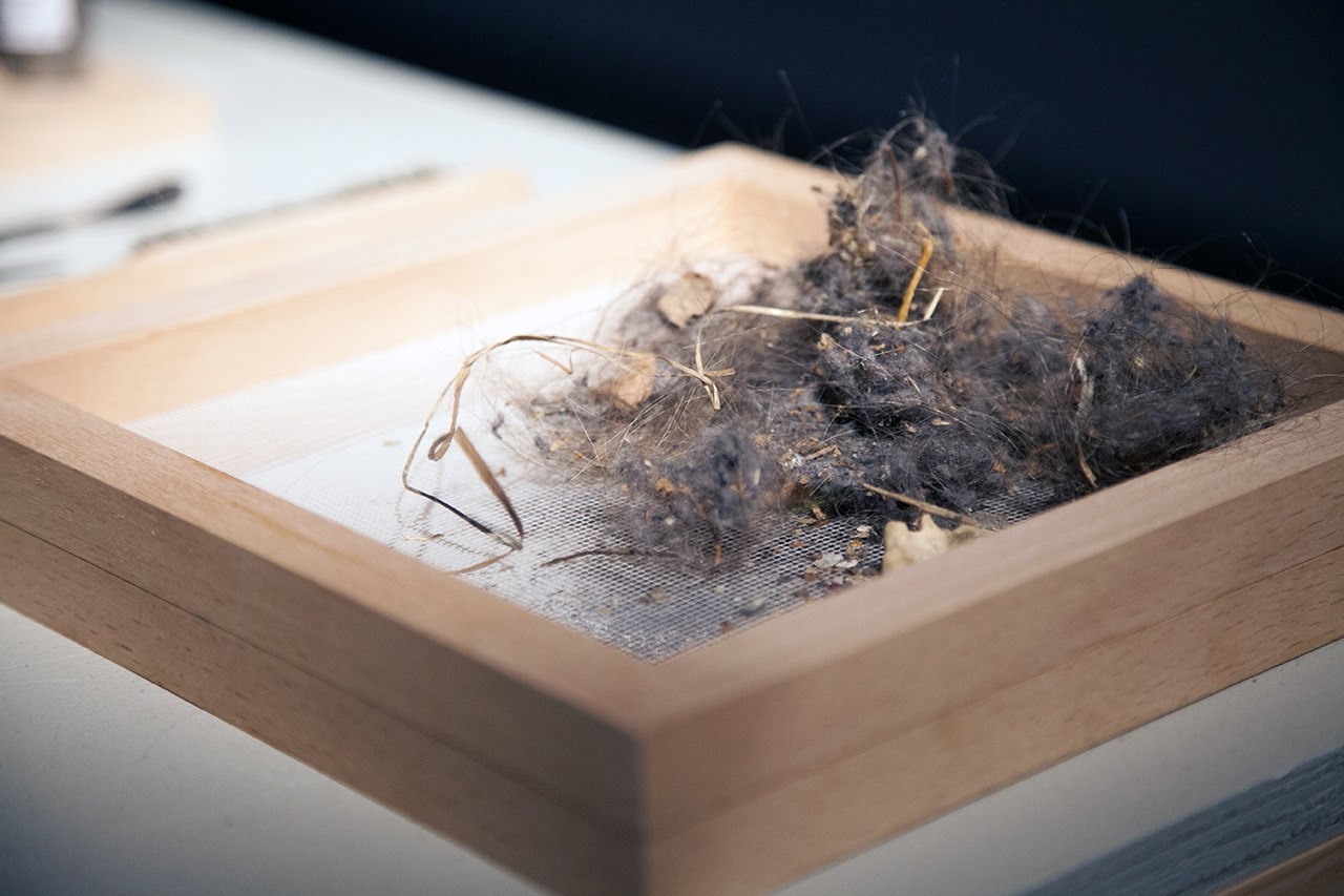 Ágústa Sveinsdóttir, Dust