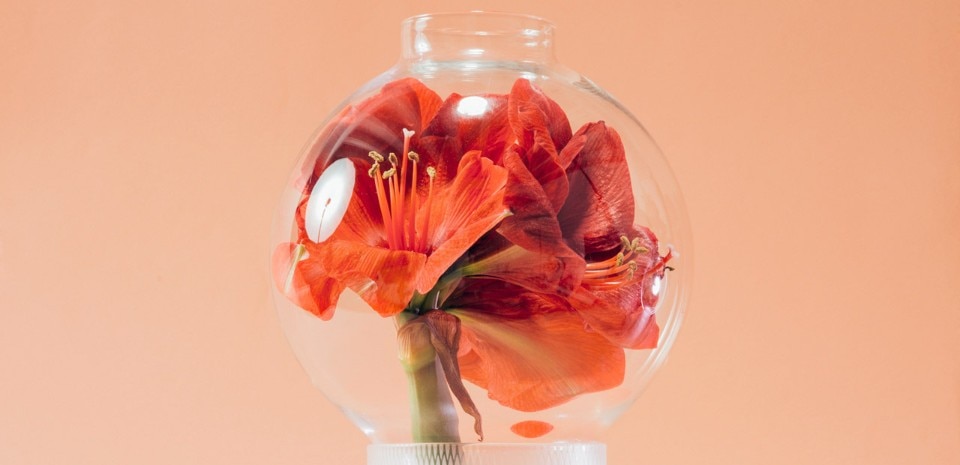 Crsitina Celestino, Olfattorio