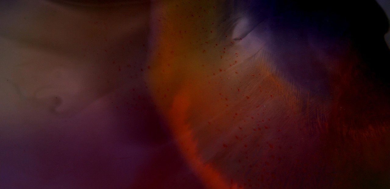 The Missing Hour - Domus