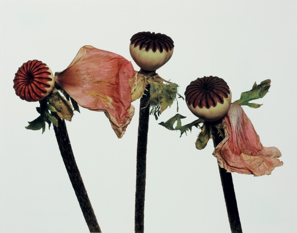 Irving Penn, <i>Single Oriental Poppy (A)</i>, New York, 1968 Copyright  © The Irving Penn Foundation