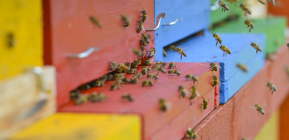 Massimiliano Dell’Olivo, Bienenhaus, Canale d’Agordo, Biella. Photo Elisa D’Incà