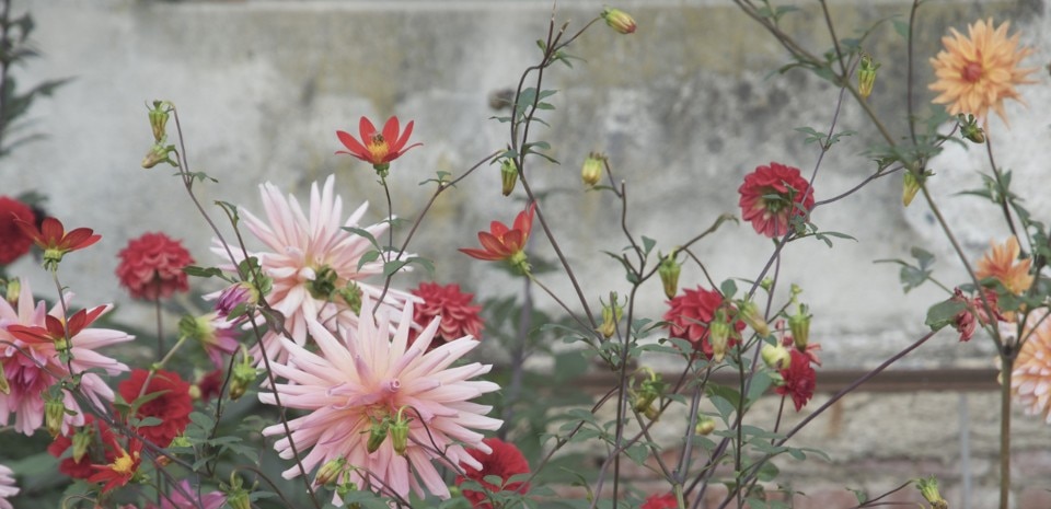 Galleria Antonia Jannone, Fotografie e un giardino, 2016