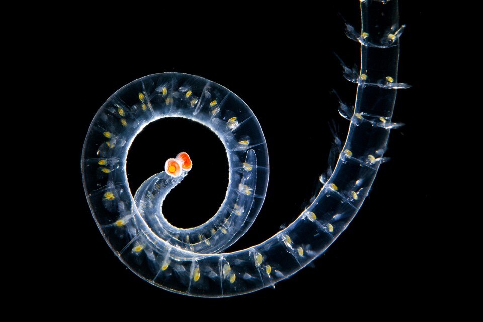 Christian Sardet, <i>Vanadis</i> polychaete annelid, Bay of Villefranche-sur-Mer, Francia, 2009 10 mm © Christian Sardet e The Macronauts / Plankton Chronicles
