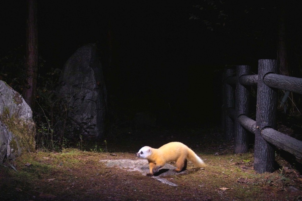 Manabu Miyazaki, <i>Animal Trail, Nagano (Giappone)</i>, 2005-2008 Color Photograph Collezione dell'artista © Manabu Miyazaki