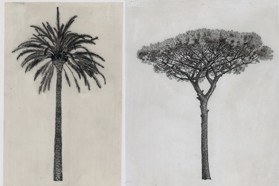 Cesare Leonardi, Phoenix dactylifera e Pinus pinea, 1978-1982