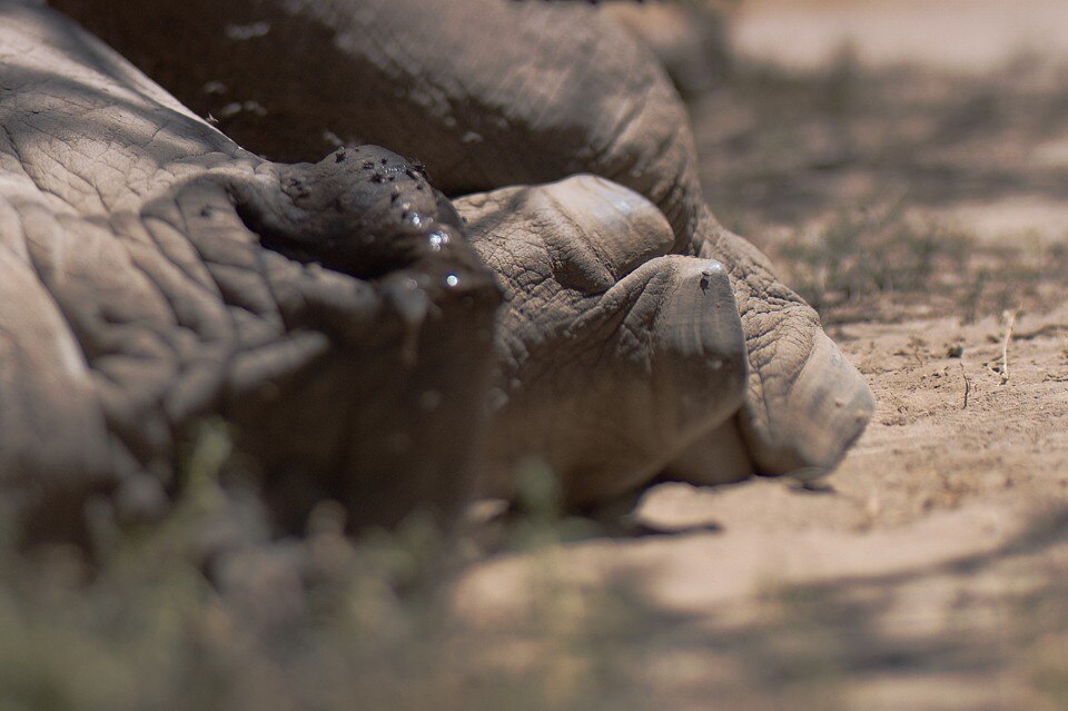 Luca Trevisani, Sudan, 15', 2016