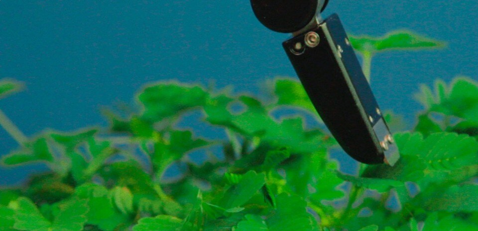 Pedro Neves Marques, the pudic relation between machine and plant, 2016