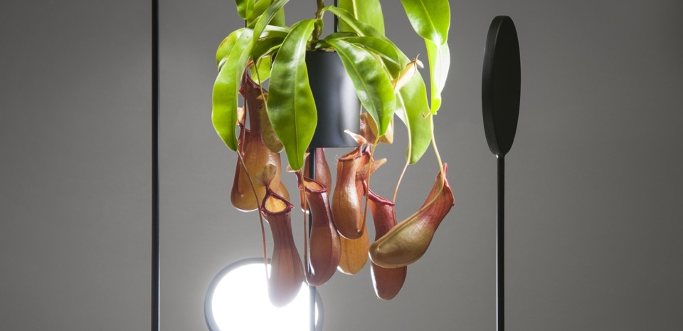 Goula Figuera, collezione Viride, 2017