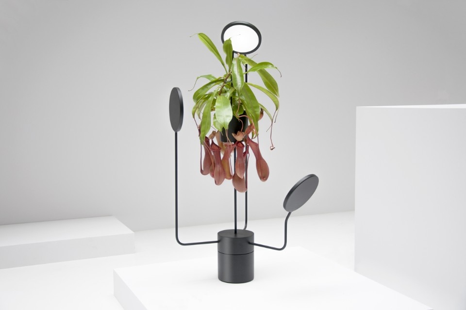 Goula Figuera, collezione Viride, 2017