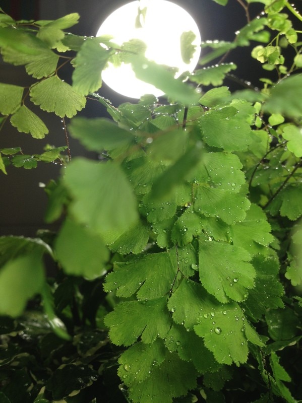 Goula Figuera, collezione Viride, 2017