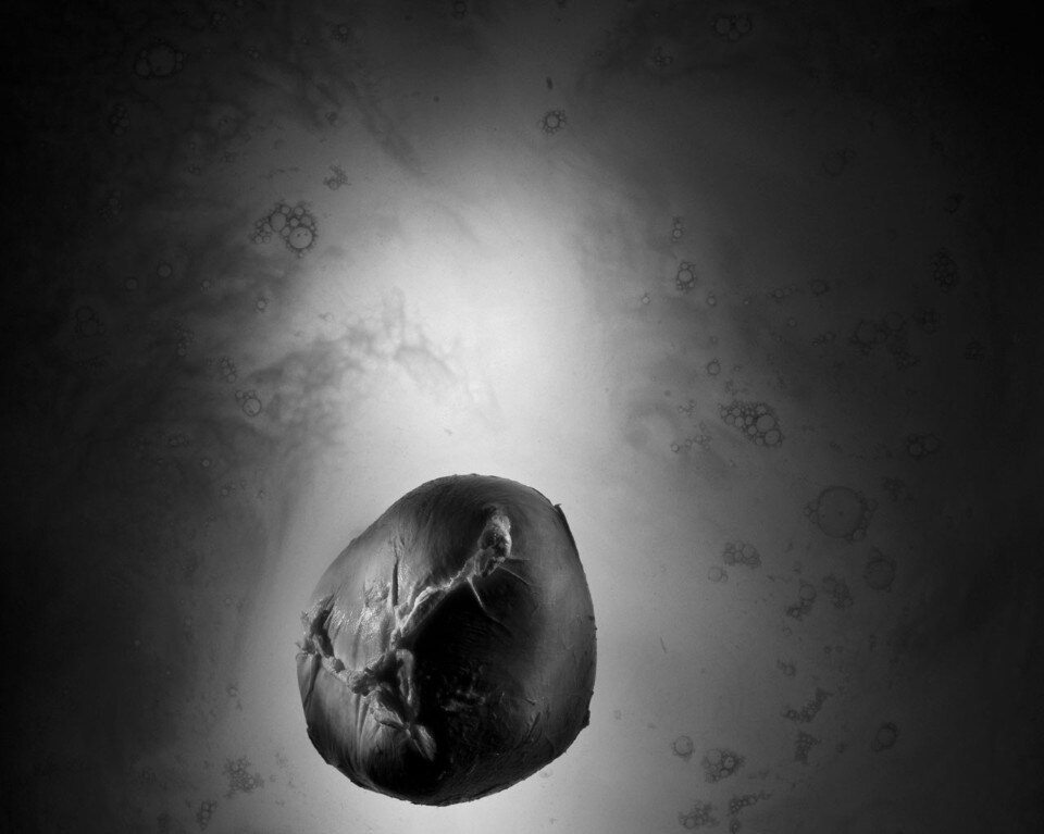 Antonio Biasucci, <i>Corpo latteo</i>