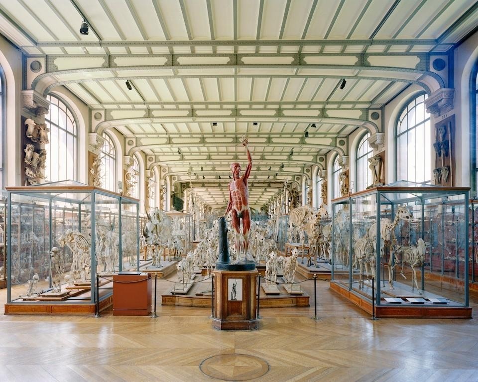 Richard Barnes, <i>Flayed Man, Museum of Contemporary Anatomy</i>, Paris, 2005. C-print, della serie <i>Animal Logic</i>, courtesy Blue Sky Gallery.