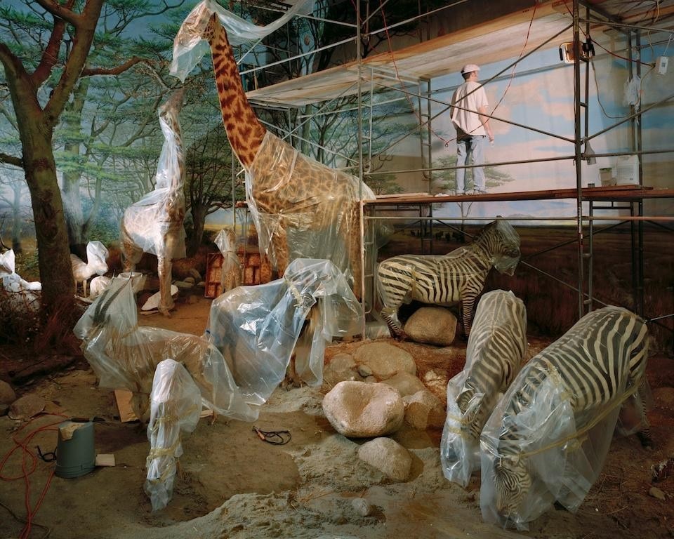 Richard Barnes, <i>Academy Painter with Animals</i>, 2004. C-print, dalla serie <i>Animal Logic</i>, courtesy Blue Sky Gallery.