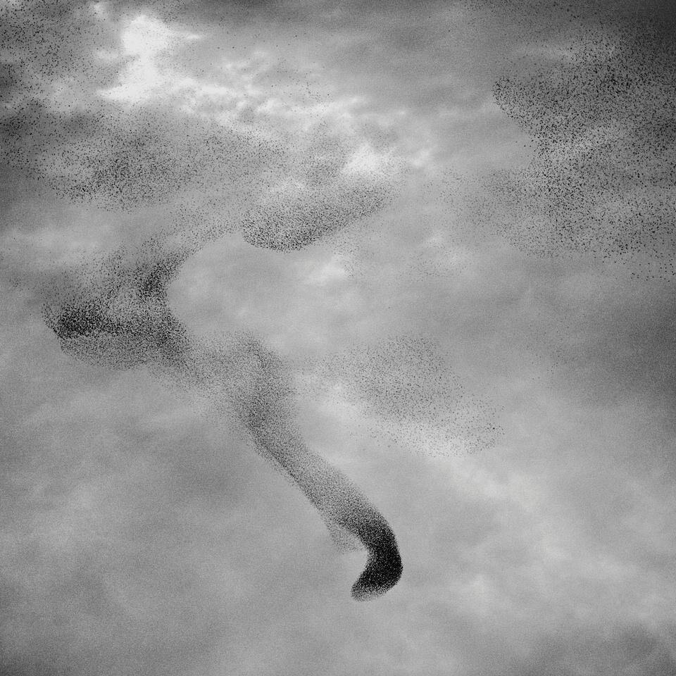 Richard Barnes, <i>Murmur 14</i>, January 21, 2005, 2005. Archival pigment print, dalla serie <i>Murmur</i>, courtesy Clark Gallery