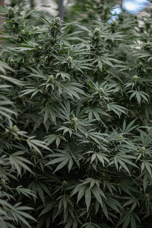 Mecannabis, foto Valentina Capitanio Mecannabis, foto Valentina Capitanio