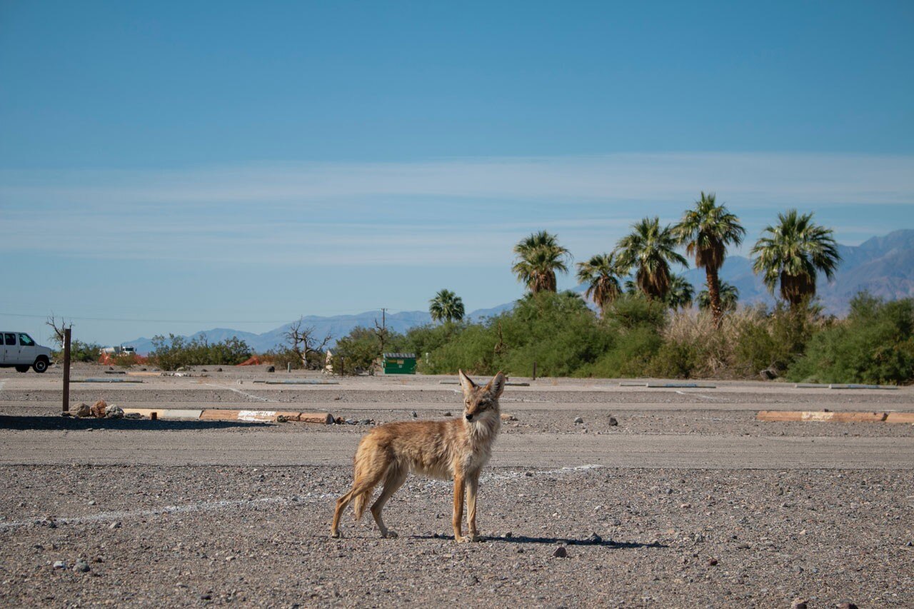 Wildlife Crossing at Liberty Canyon: interview with architect ...
