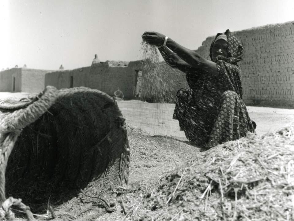 <i>Sifting grain</i>, Colomb-Béchar, northern Algeria. Peter W. Häberlin, Fotostiftung Schweiz, Winterthur <i>Sifting grain</i>, Colomb-Béchar, northern Algeria. Peter W. Häberlin, Fotostiftung Schweiz, Winterthur