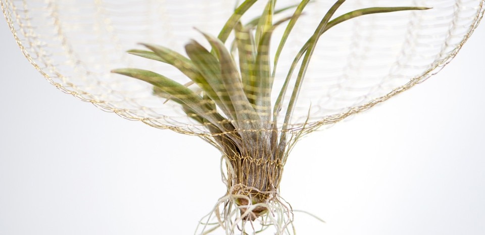 Air Planting - Domus